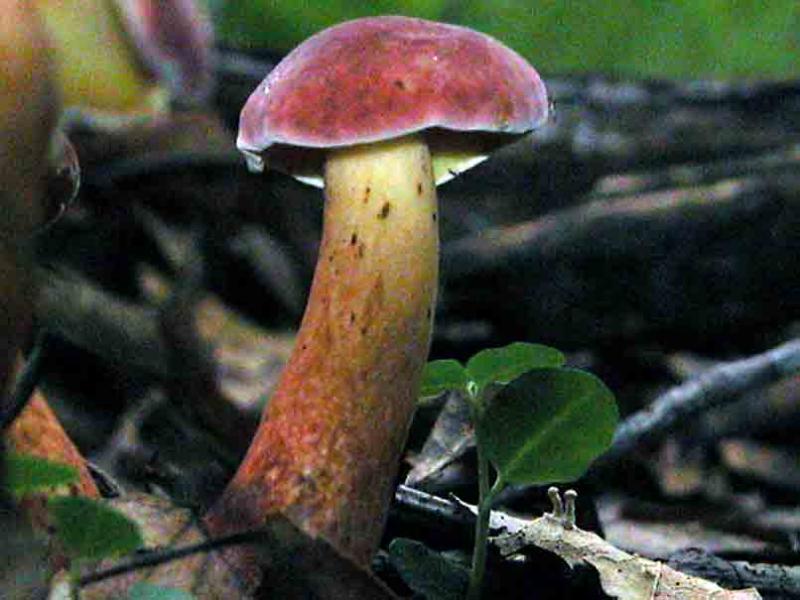 Boletus-bicolor5454.jpg