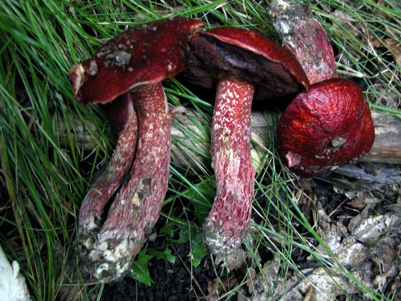 Boletus-frostii5336.jpg