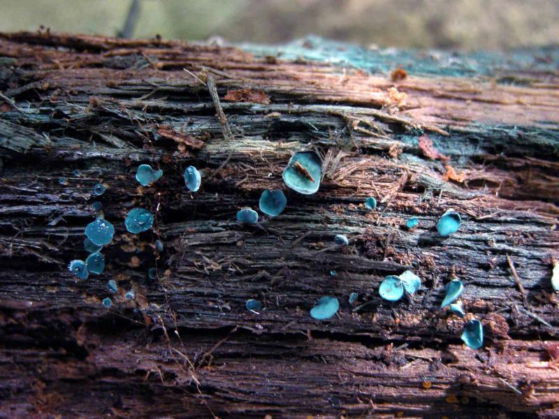 Chlorociboria-aeruginascens.jpg