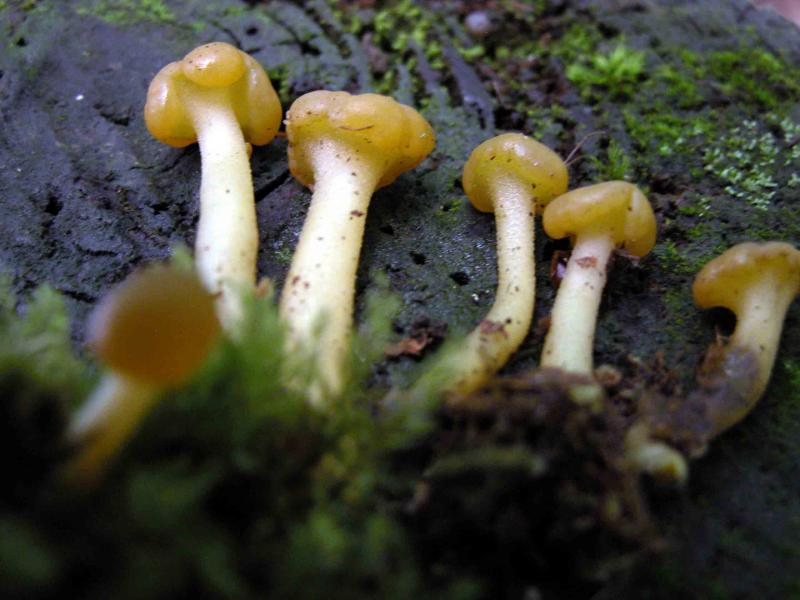 Leotia-lubrica5533.jpg