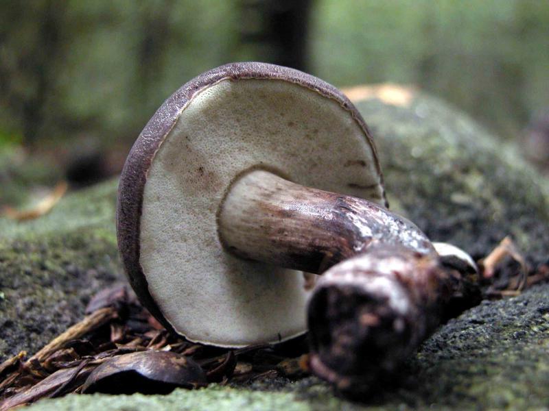Tylopilus-alboater5439.jpg