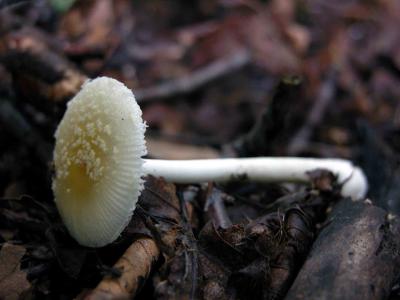 Amanita-albocreata5388.jpg