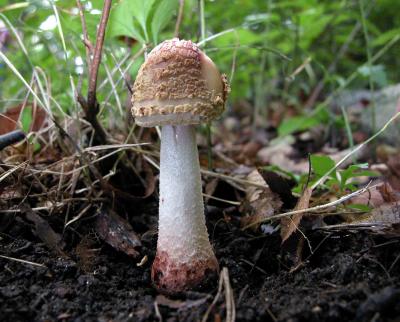 Amanita-rubescens-5366.jpg