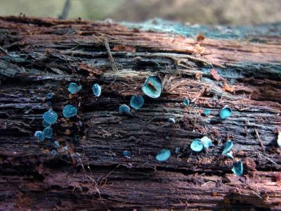 Chlorociboria-aeruginascens.jpg