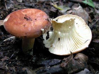 Lactarius-hygrophoroides550.jpg