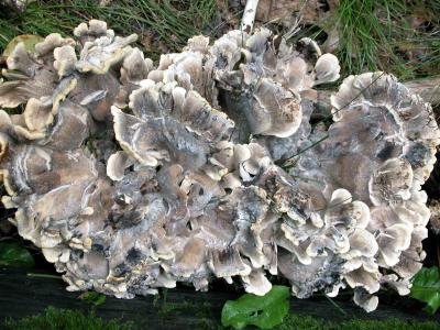 u14/comafungi/medium/20026051.Meripilusgiganteus5344.jpg