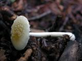 Amanita-albocreata5388.jpg