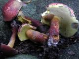 Boletus-bicolor5442.jpg