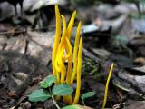 Clavaria-fumosa5471.jpg