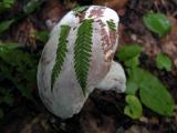 Hypomycized-Bolete5416.jpg