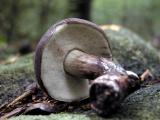 Tylopilus-alboater5439.jpg