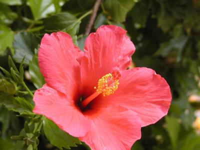 u14/coolgeorge/medium/4416237.PatsFlowers28x6H.jpg