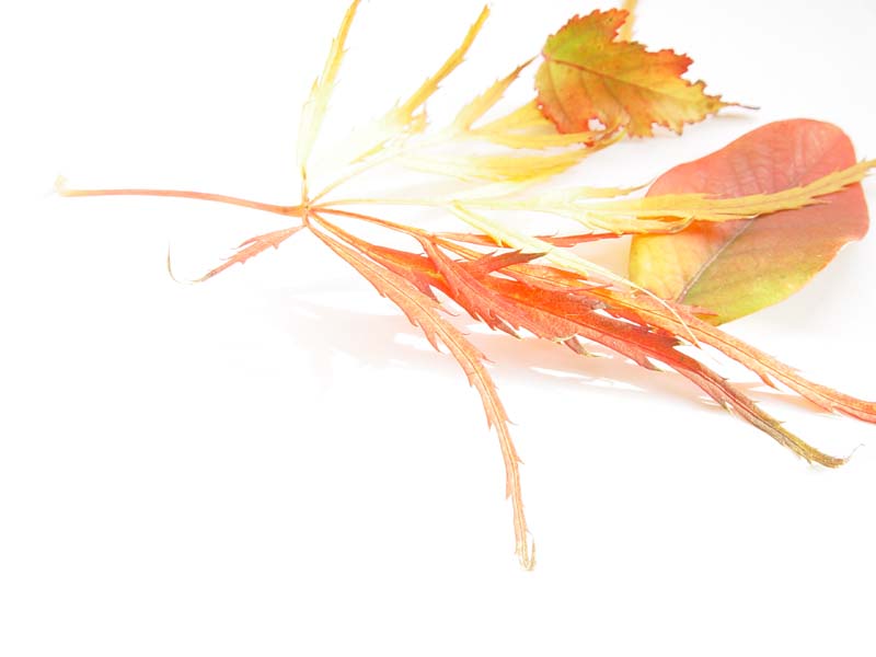 October 29, 2004<br><font size=2>Dont Fade Away</font><br>Day 176