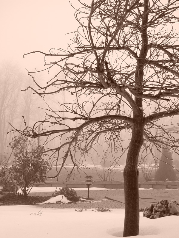 January 12, 2005<br><font size=2>Going, going, gone</font><br>Day 251