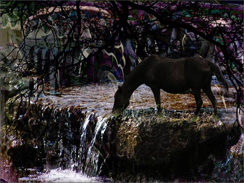 Showing Horse