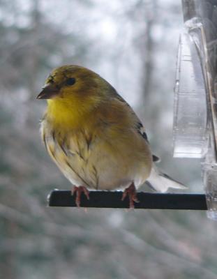winter plummage-might be a male. Taken through a window.