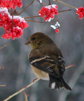I saw these beautiful berries in the snow...on a different day. This picture is a composite of 2 photos-the bird is a goldfinch that was on my feeder. Couldn't resist putting them together.