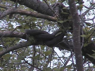 Watersnake tree on the Tay River - 1