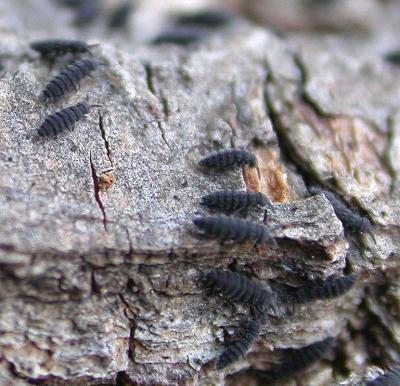 Springtails on bark of sugar maple