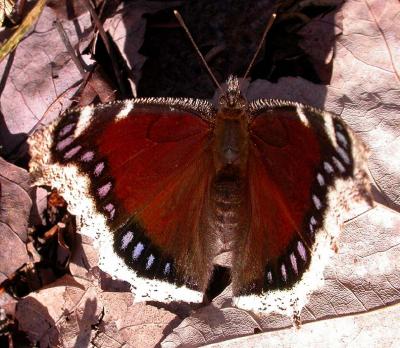 Mourning Cloak butterfly - view 1
