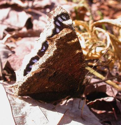 Mourning Cloak butterfly - view 2
