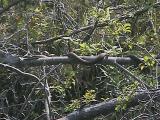 Watersnake tree on the Tay River - 2