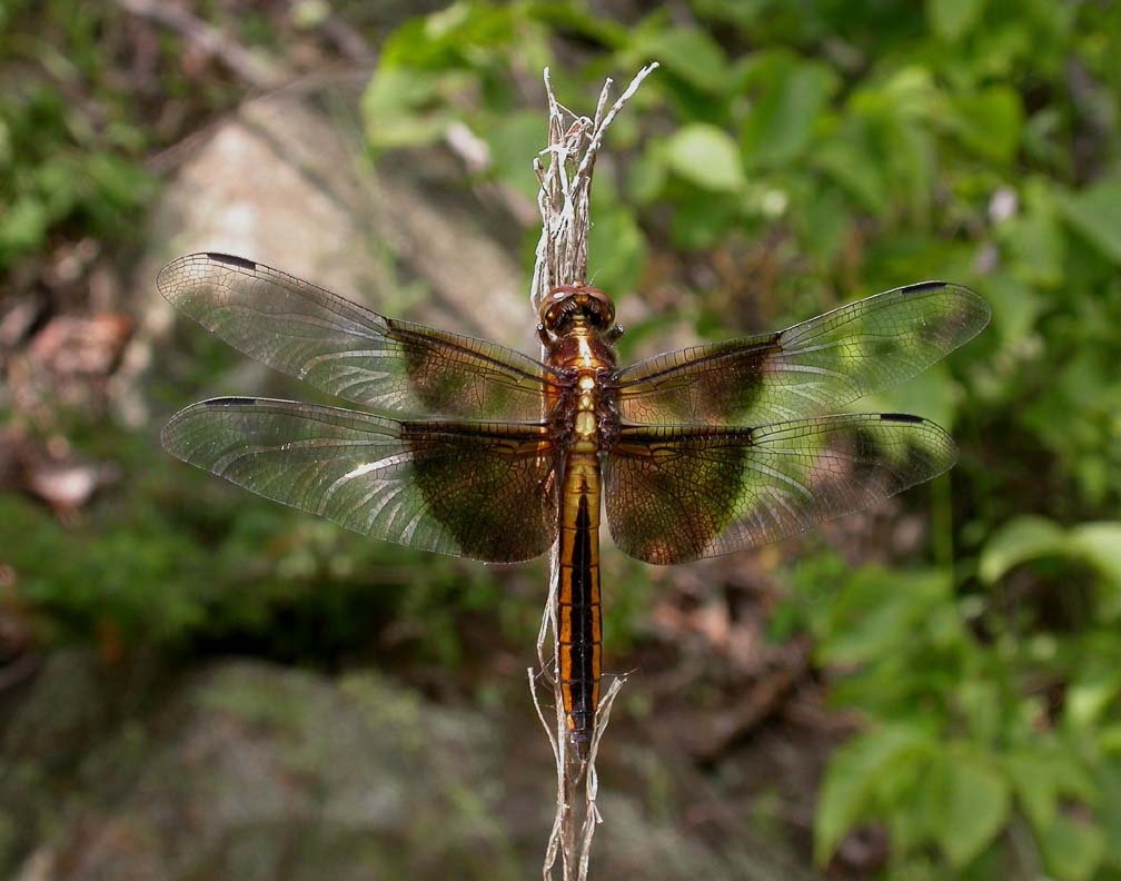 Widow Skimmer  -- <i>Libellula luctuosa</i>