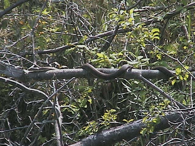 Watersnake tree on the Tay River - 2