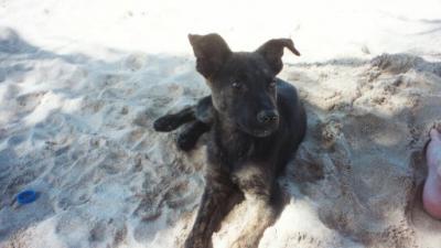 My beach friend.jpg