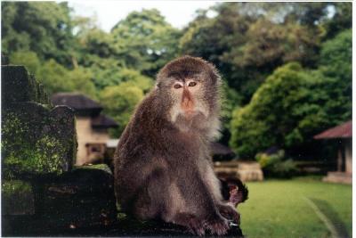 Monkey in Bali.jpg