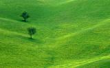Meadow (*)