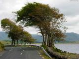 TreeScape*