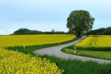 The Colors Of Spring*<br><b>7th Place</b>