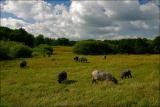 baa baa...*