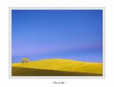 Tree of Life<br><i>by Michael Soo</i><br><b>2nd Place</b>