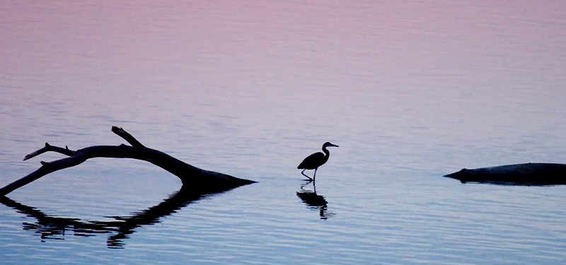 Heron Crossing
