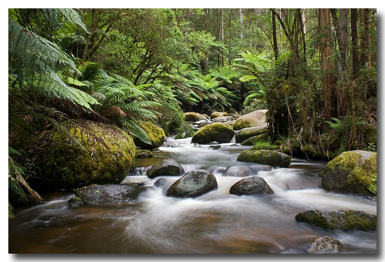 Toorongo River *<br><b>5th Place</b>