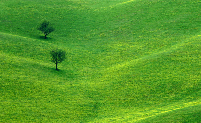 Meadow (*)