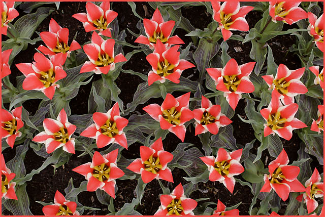 Tulip Patterns