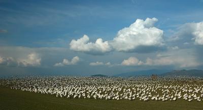 Goose Wave