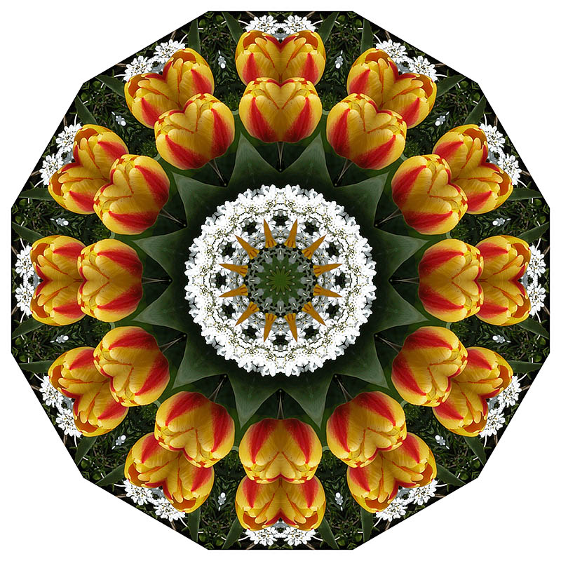 tulips2.jpg