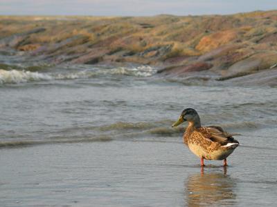 Right Sea Side