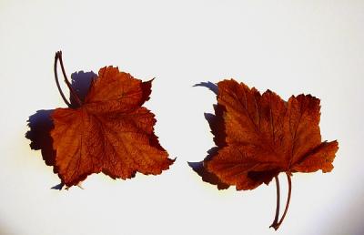 u14/ctfchallenge/medium/8509173.2Leafs.jpg