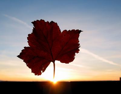 Leaf