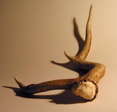 Antler