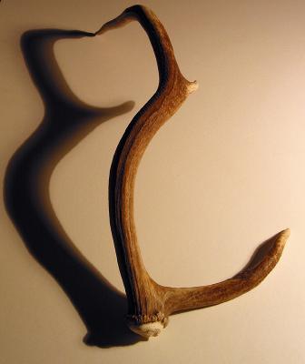 Same antler, different view