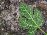 Fig Leaf