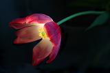 Peering In *