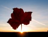 Leaf