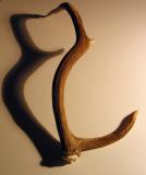 Same antler, different view